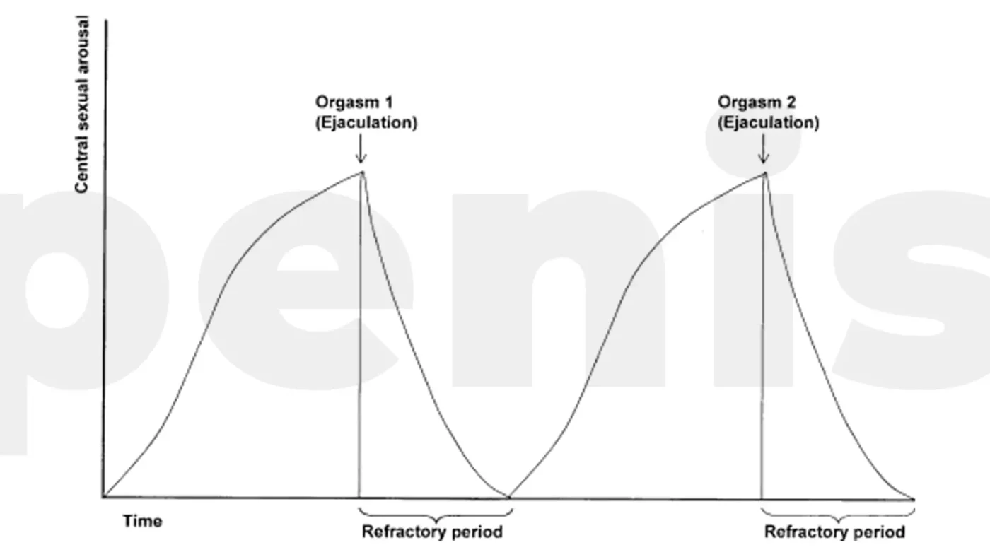 5. Screenshot What Is a Refractory Period