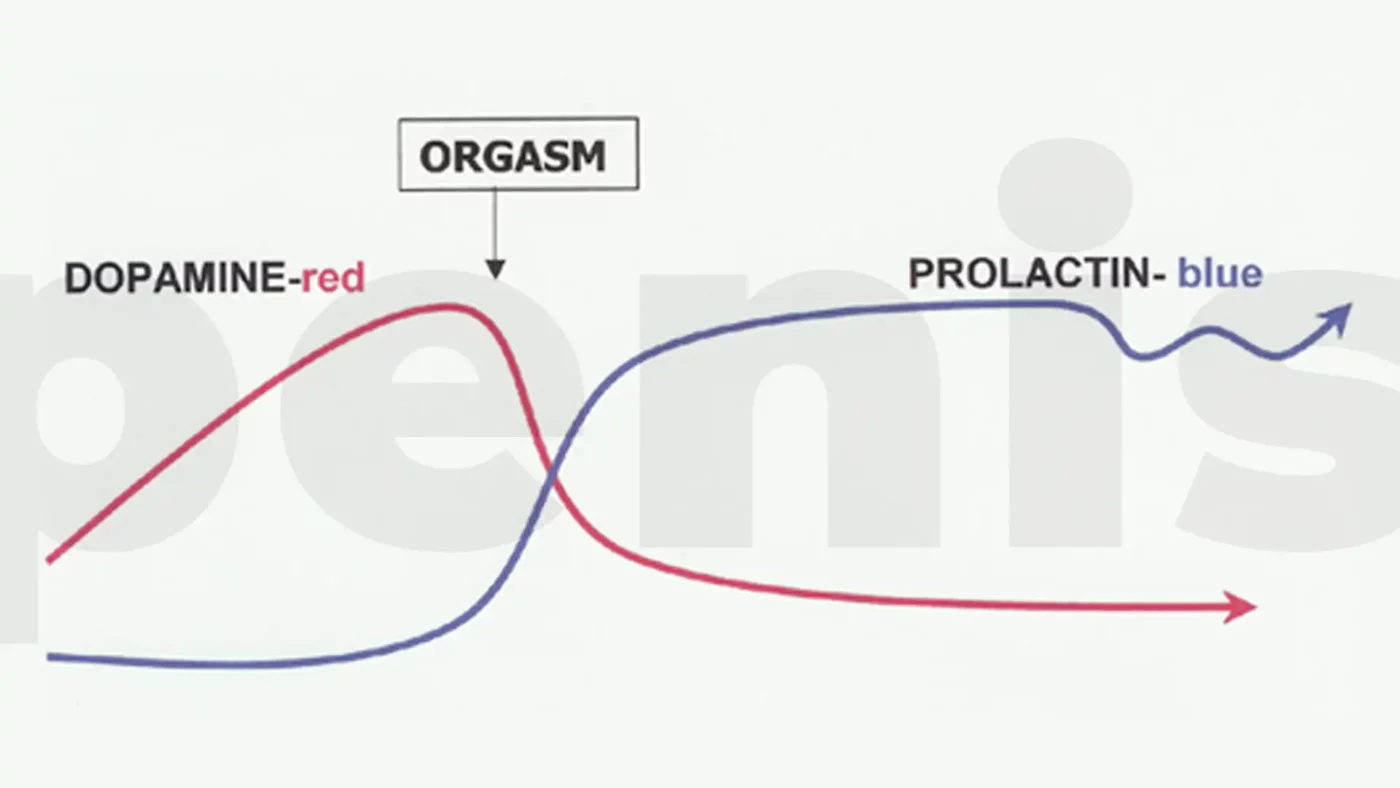 6. Screenshot What Causes The Refractory Period After Sex 1